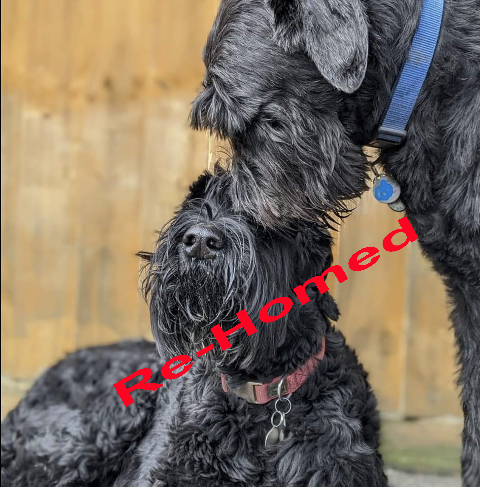 Ted and Wez
